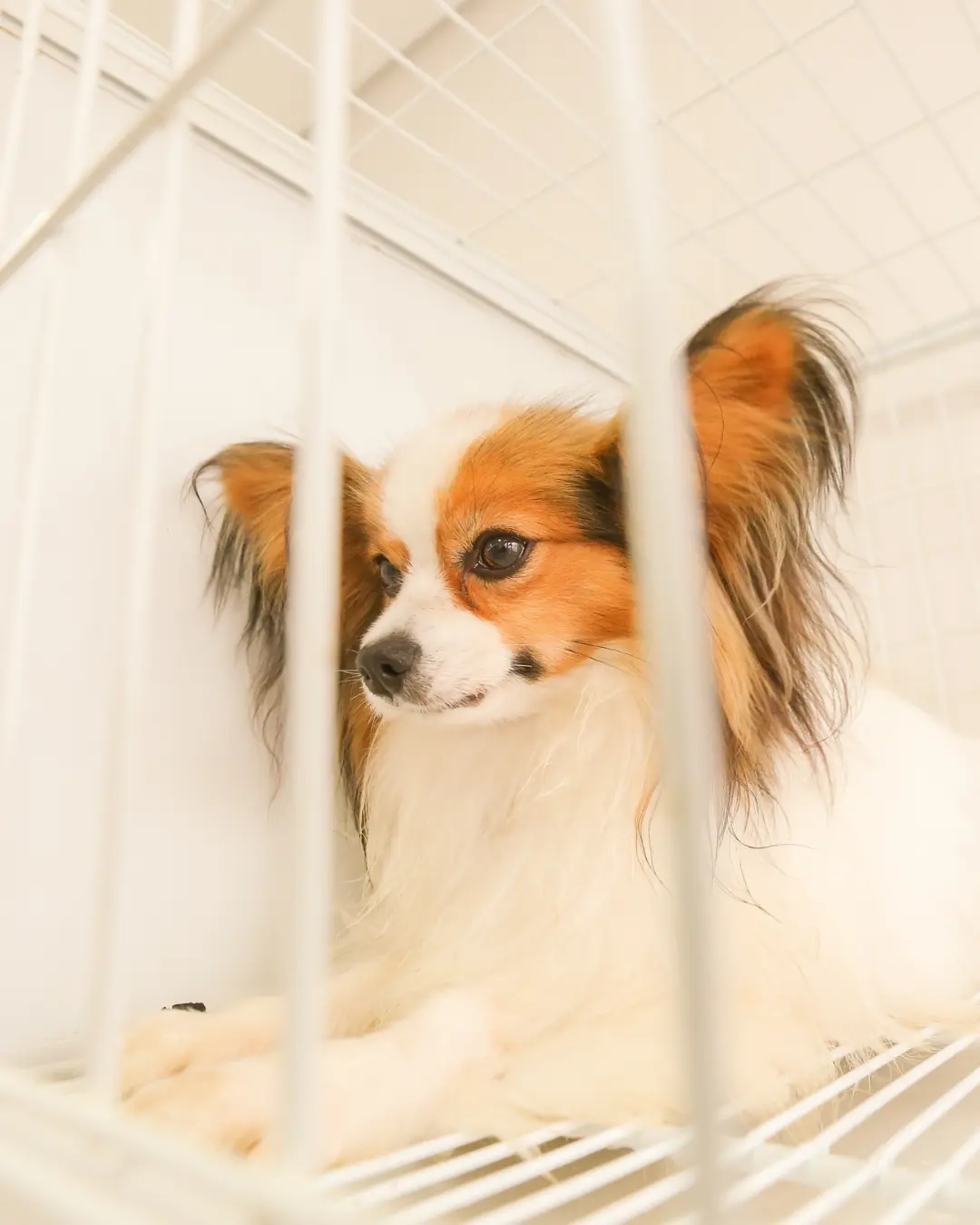 Câmara de Curitiba avalia permanência de castração gratuita de animais como política pública sustentável