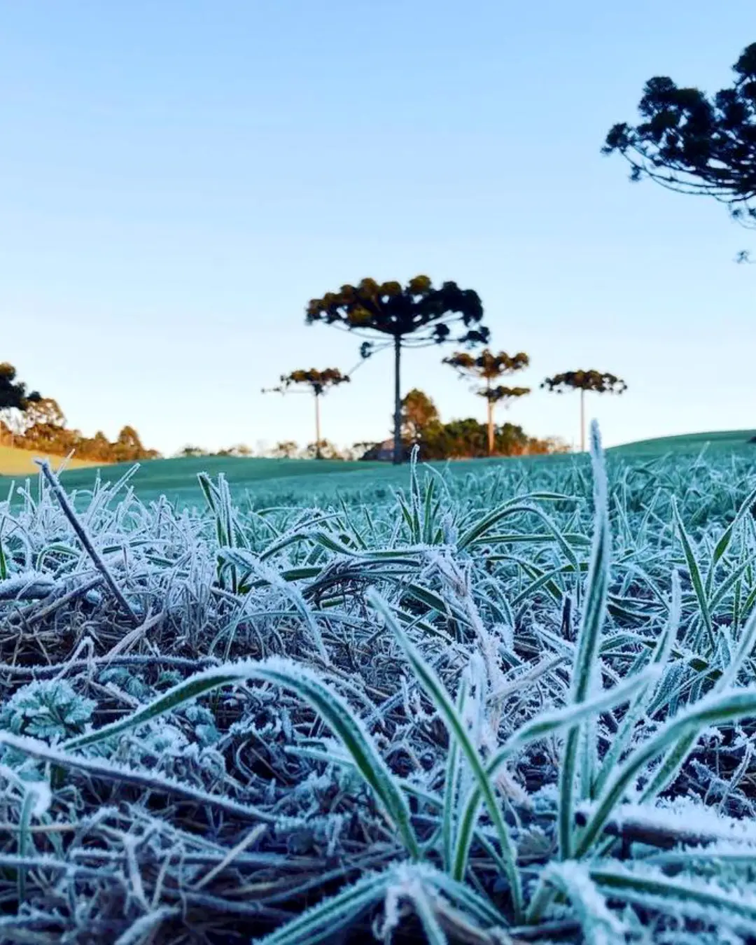 Massa de ar polar traz risco de geada e queda expressiva de temperatura no Paraná