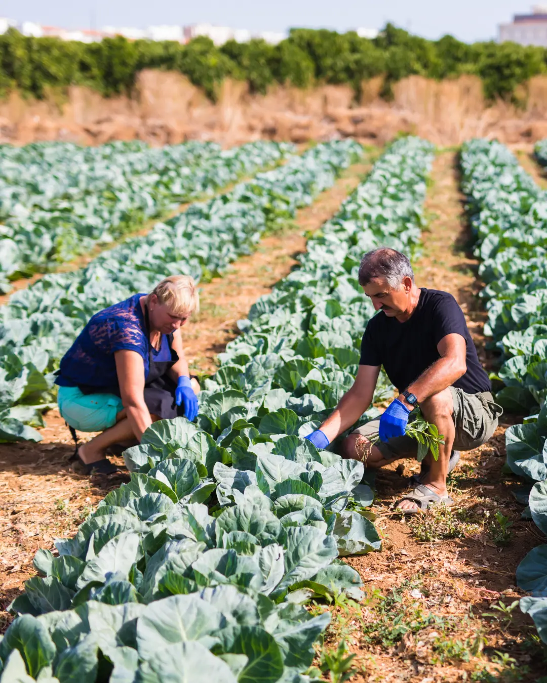 Plano Safra 2025/2026 terá R$ 89 bilhões para crédito e incentivos à agricultura familiar