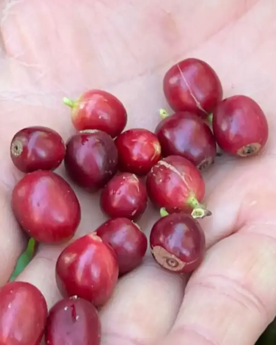 China habilita exportação de café brasileiro enquanto EUA aumentam tarifas sobre o produto