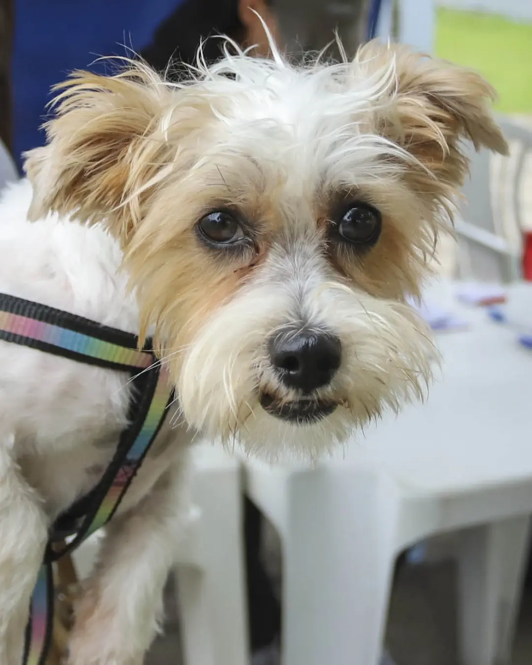 Curitiba oferece 6 mil vagas gratuitas para castração de cães e gatos em agosto