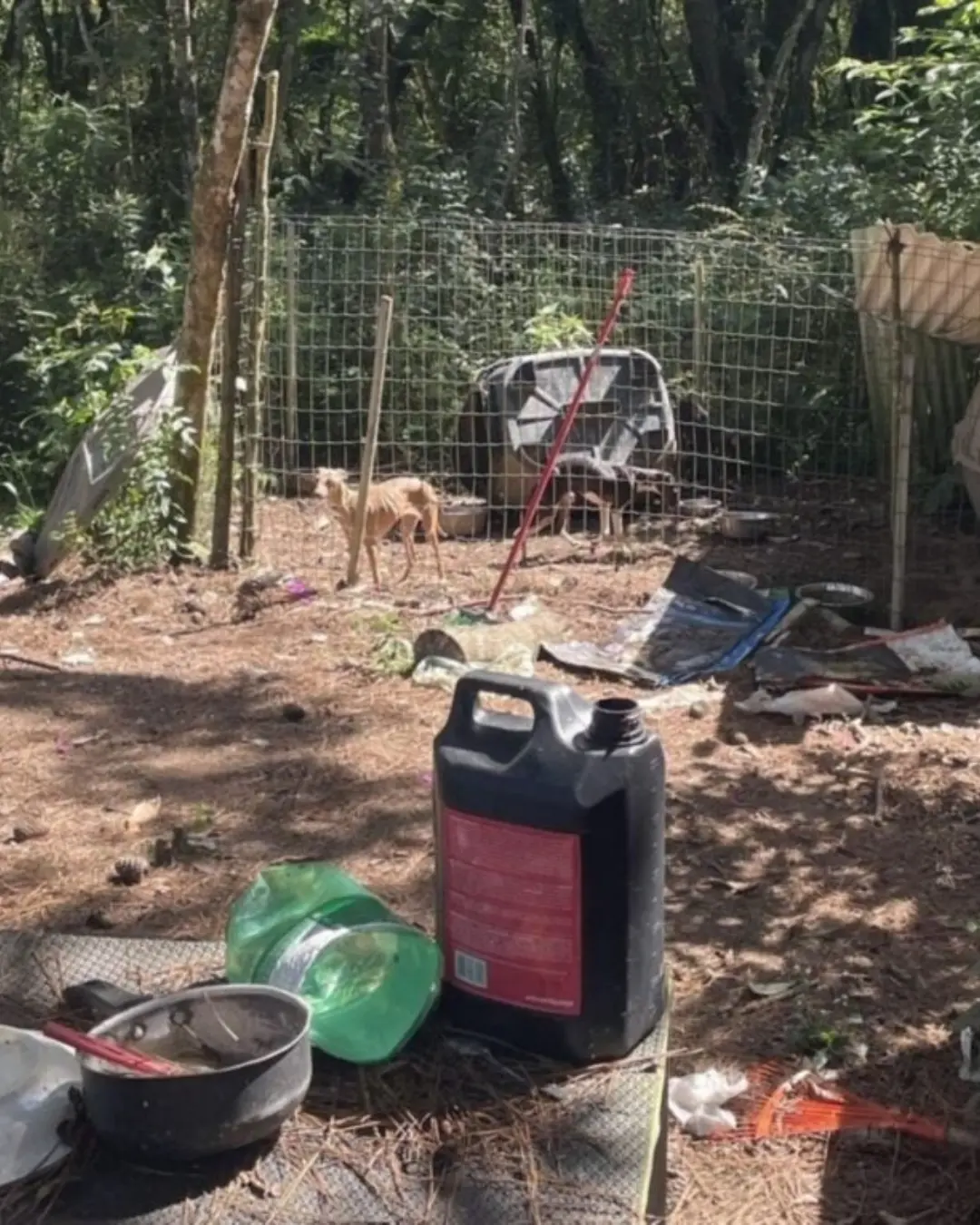 Homem é condenado a 14 anos por maus-tratos graves contra cães em Quatro Barras