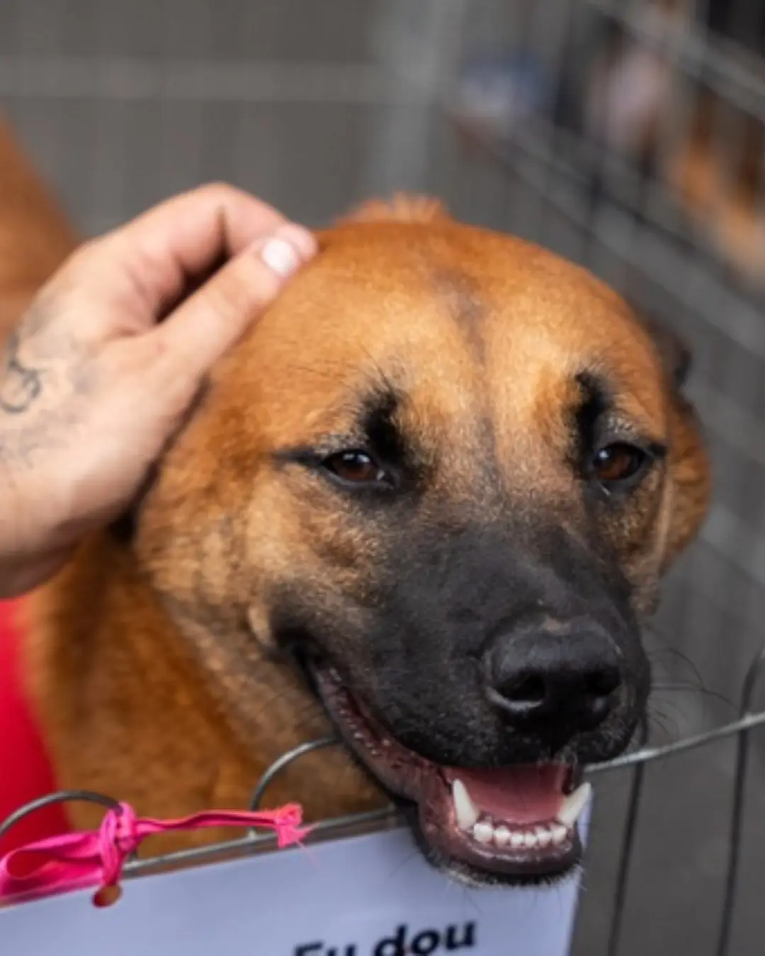 Projeto em Curitiba propõe desconto no IPTU para quem adotar cães e gatos