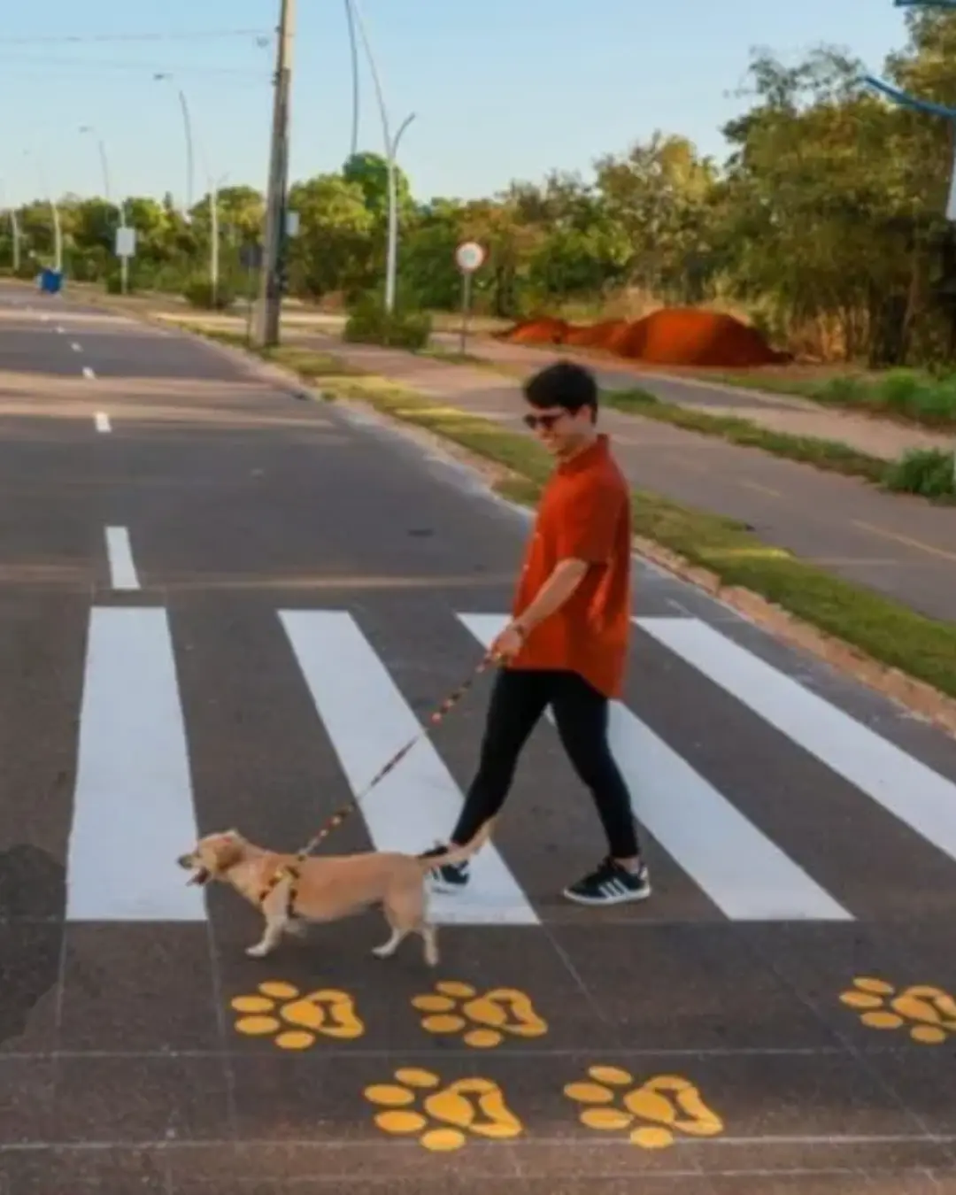 Projeto sugere faixas específicas para travessia de animais em Curitiba
