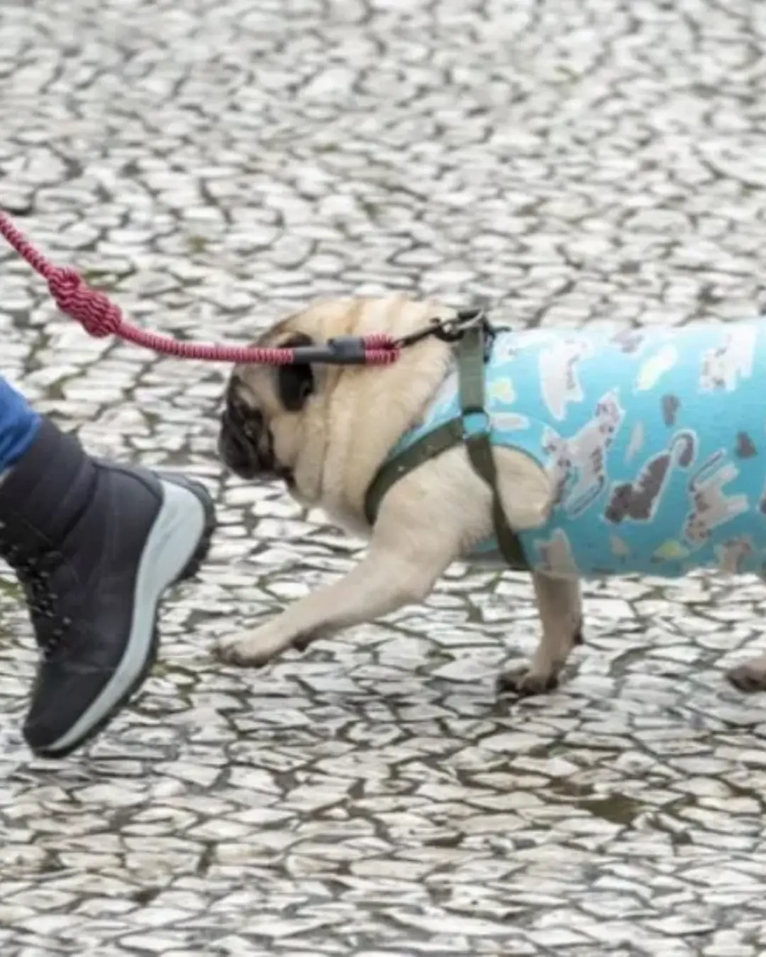 Projeto em Curitiba propõe medidas e regras para pets em condomínios