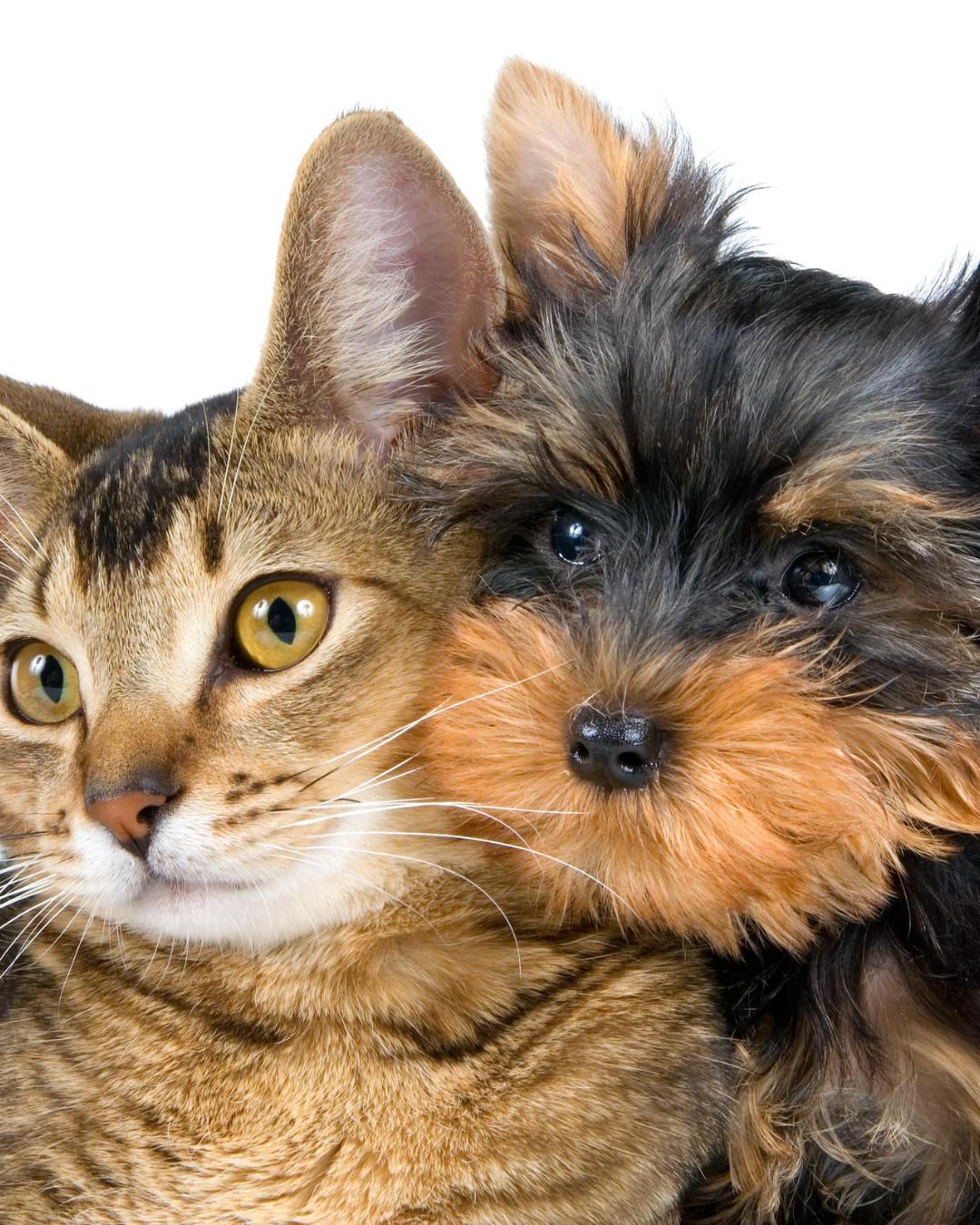 Como prevenir o mau hálito em cães e gatos: 7 dicas essenciais de cuidados