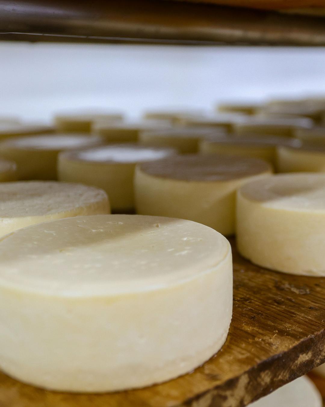 Paraná aprova isenção de ICMS para queijo, requeijão e doce de leite artesanal
