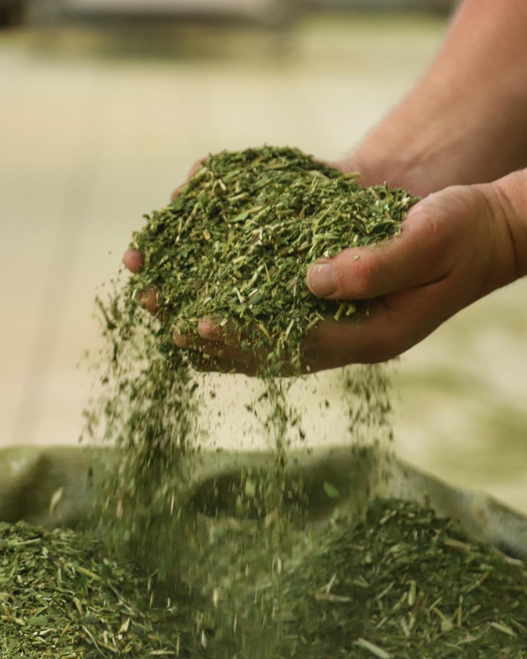 Paraná lidera crescimento na produção de erva-mate e avança sobre outros estados do Sul