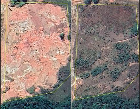 T-Minas dá início ao plantio de 2.540 mudas nativas em Campina Grande do Sul e Quatro Barras