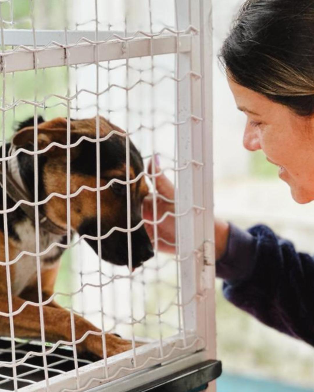 Campina intensifica castrações com atividades realizadas ao longo de novembro