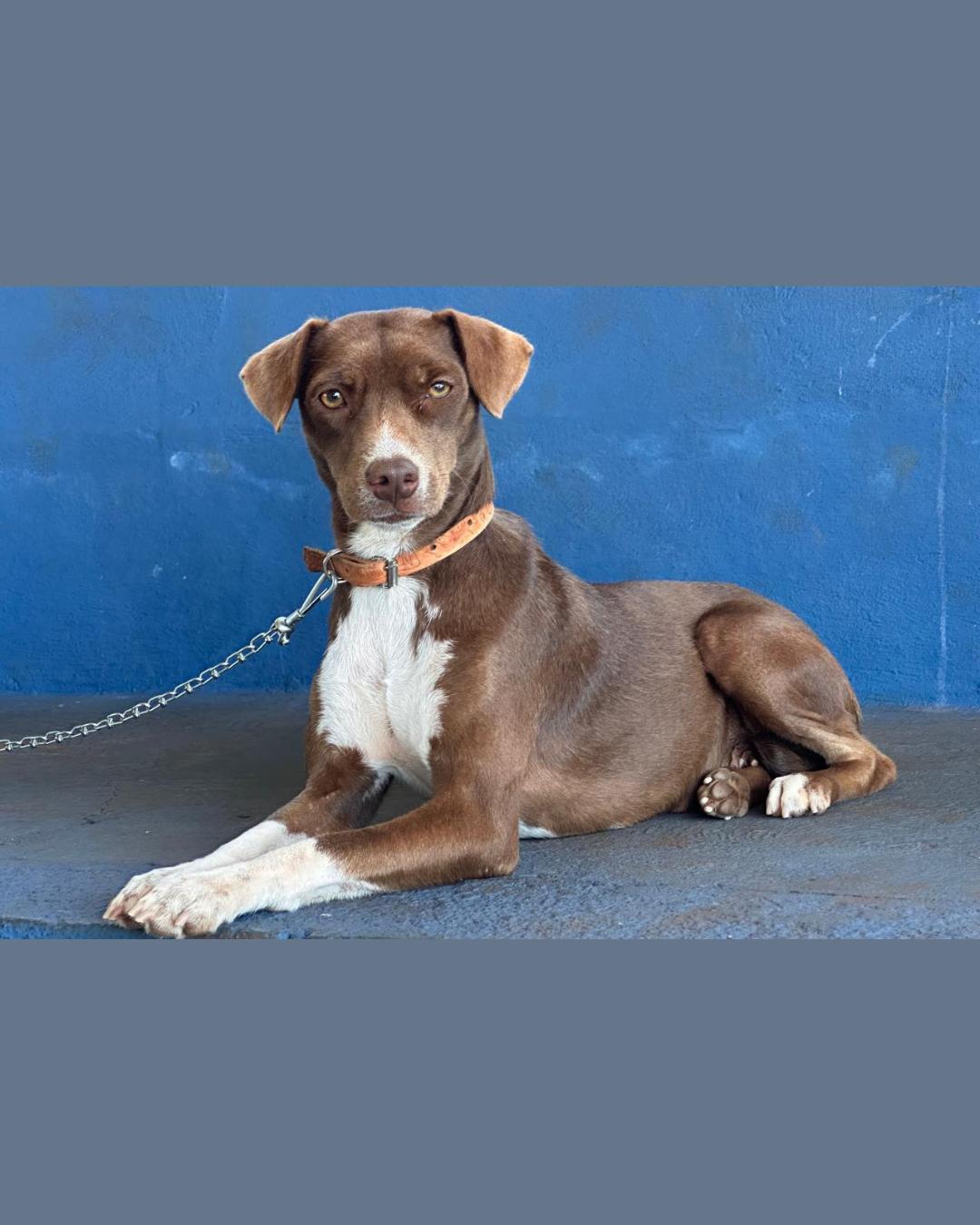 CastraPet Paraná promove castração de pets em 20 cidades com agenda em dezembro