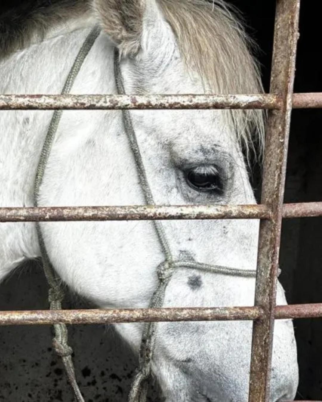 Cavalo com ferimento grave é resgatado pela Polícia Civil em Pinhais; dono é detido por maus-tratos