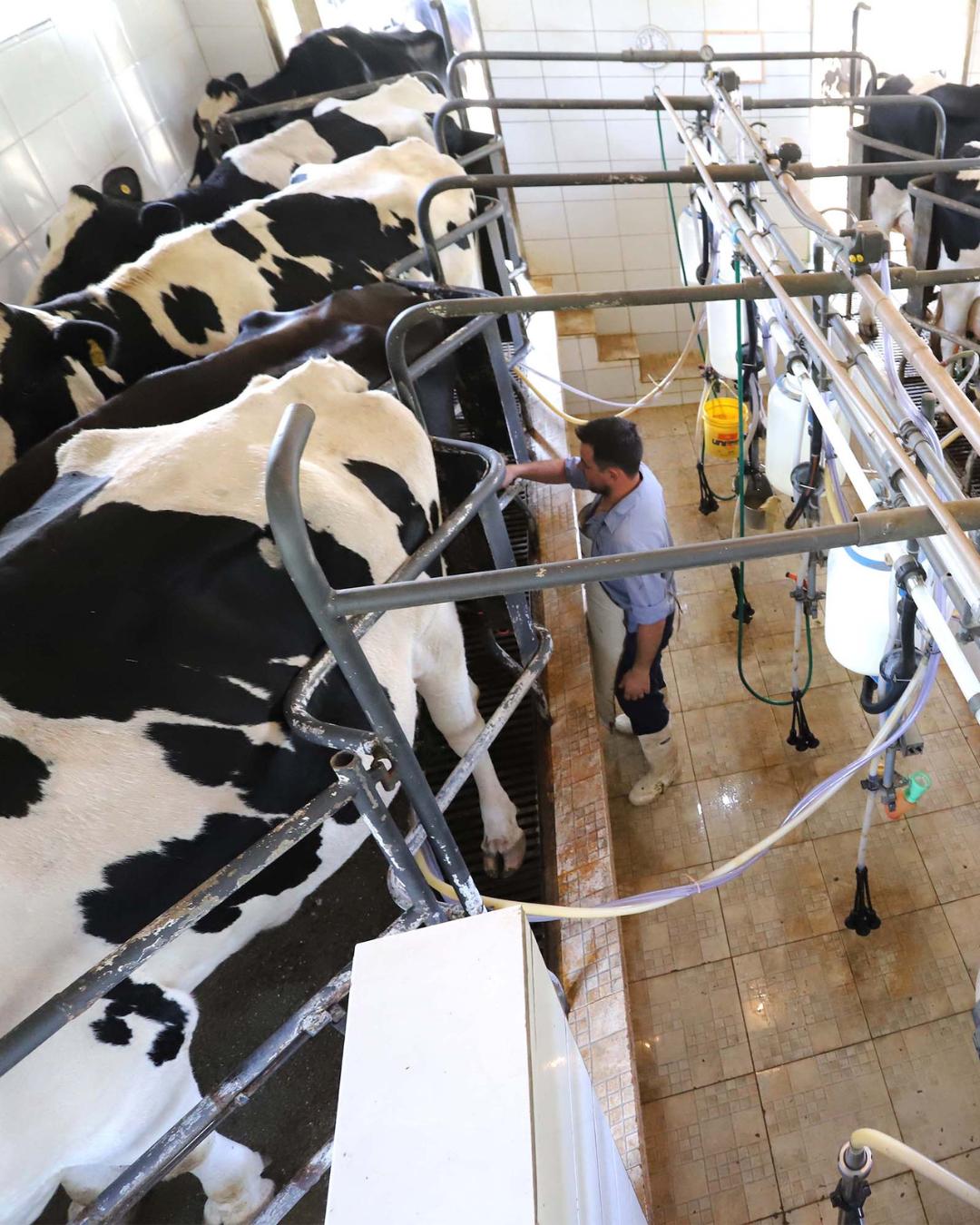 Paraná regulamenta decreto proibindo reconstituição de leite em pó importado no estado