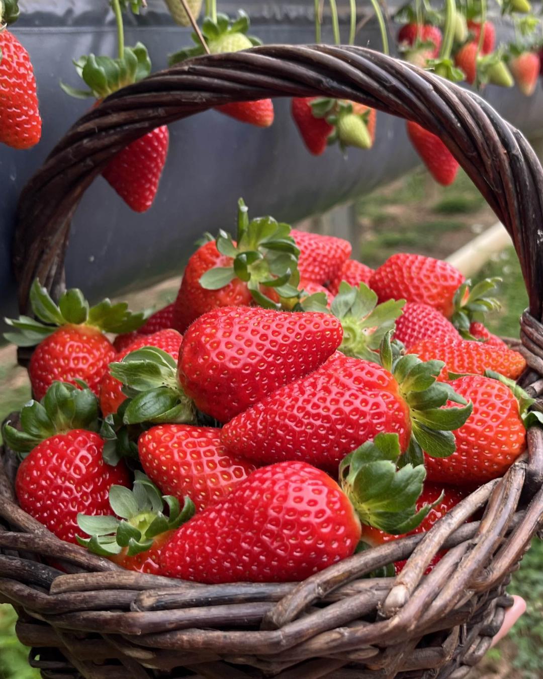 Rota Turística do Morango promove turismo rural e impulsiona renda no Paraná