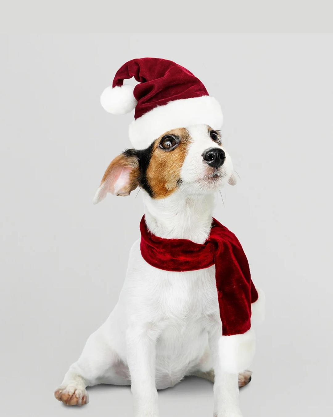 Veja os perigos de alimentos natalinos para cães e gatos e como proteger seus pets