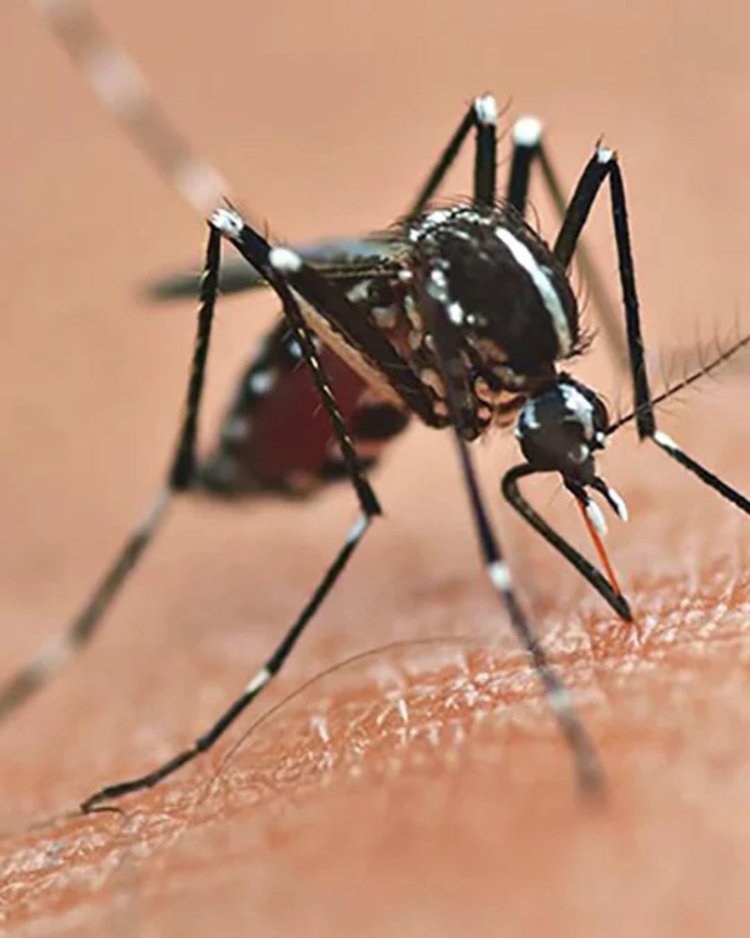 Apenas 12 cidades do Paraná ficaram livres de casos de dengue em 2025