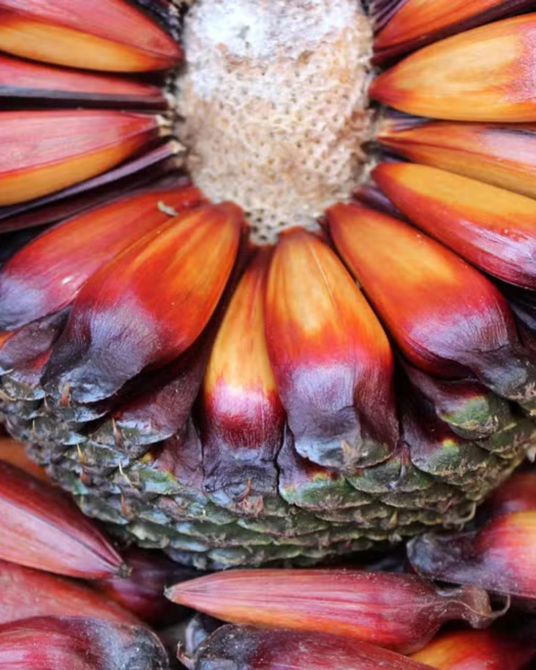 Colheita do pinhão no Paraná será permitida a partir de 15 de abril em 2026; veja regras e penalidades