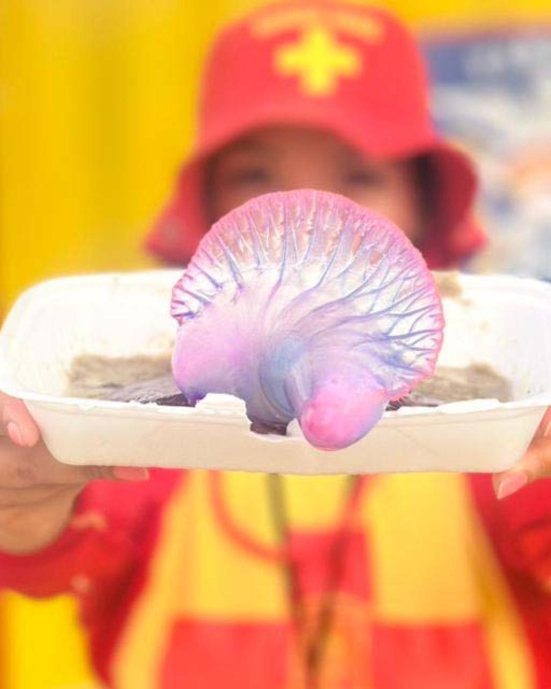 Orientações do Corpo de Bombeiros para prevenir queimaduras por água-viva no Paraná