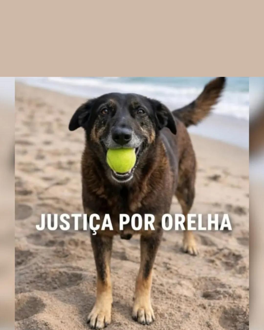 Polícia investiga morte de cão comunitário e suposta coação de testemunha em Florianópolis