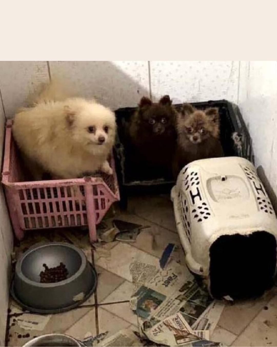 Polícia resgata 50 cães da raça spitz-alemão em criadouro clandestino em Piraquara