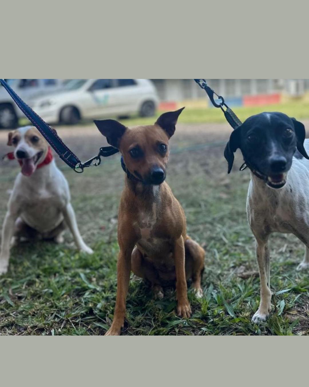 CastraPet Paraná promove esterilização gratuita e conscientização em 42 cidades durante fevereiro