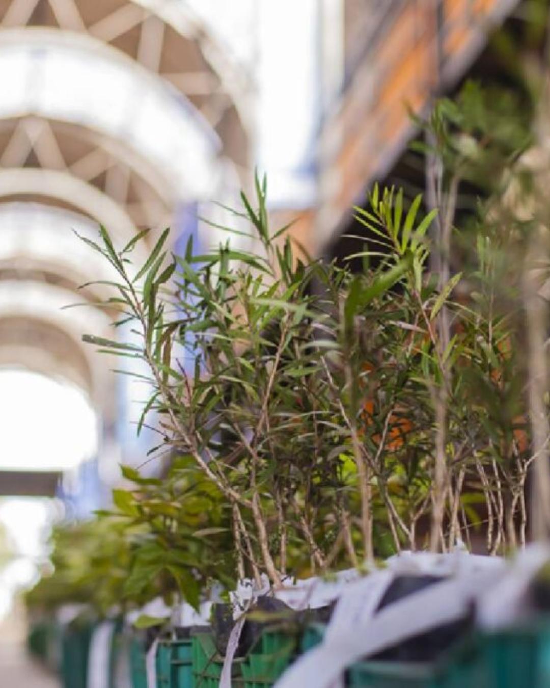 Curitiba distribuirá 10 mil mudas de árvores gratuitamente; confira datas e locais