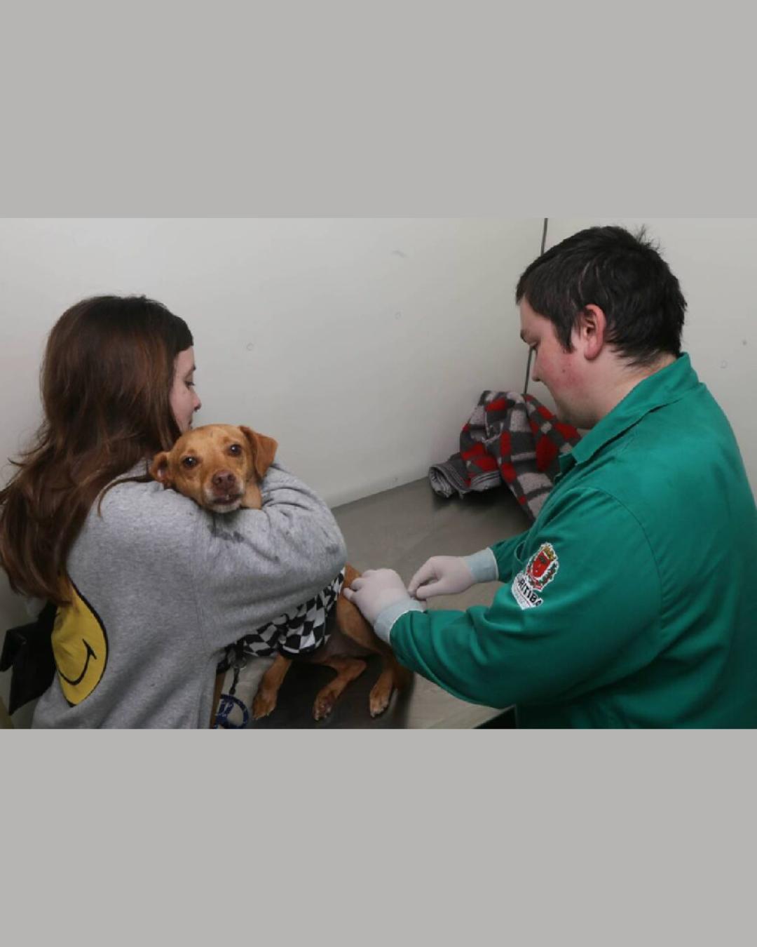 Curitiba retomará vacinação gratuita para cães e gatos com campanha em fevereiro