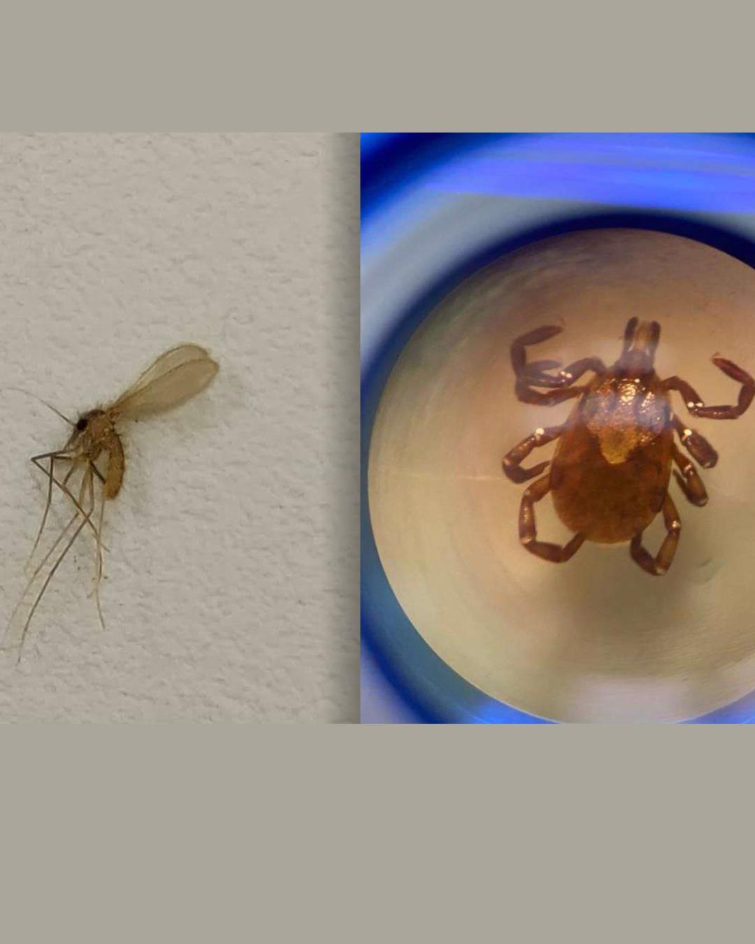 Paraná reforça cuidados contra carrapato e mosquito-palha, vetores de doenças graves