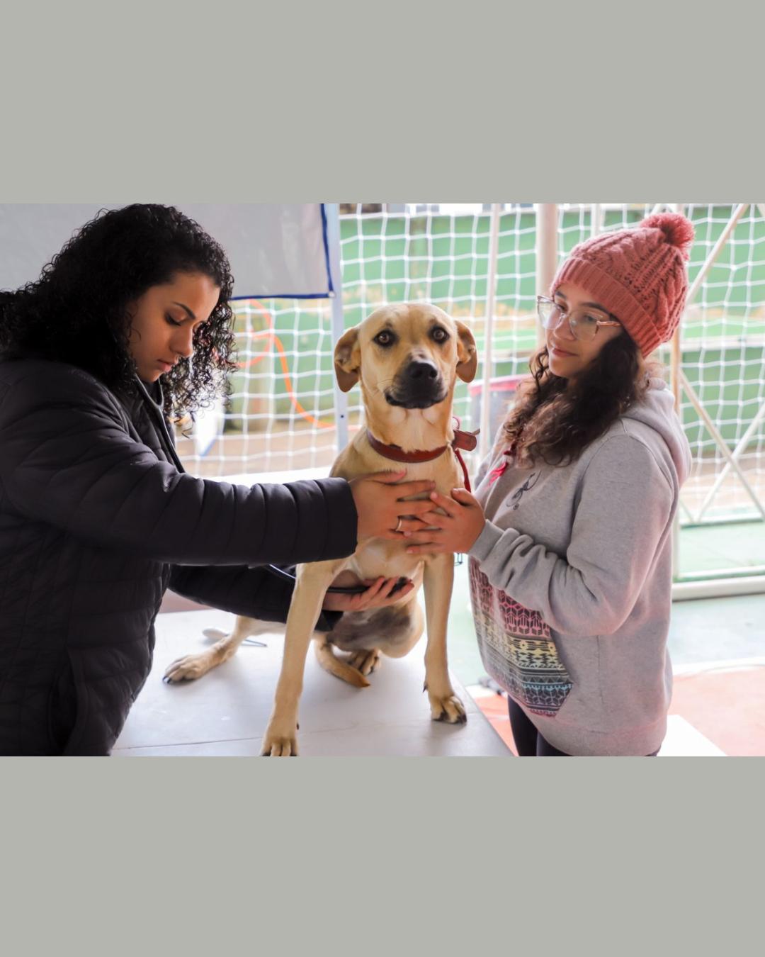 Programa Castrapet chega a novos bairros de Campina com mutirões de castração