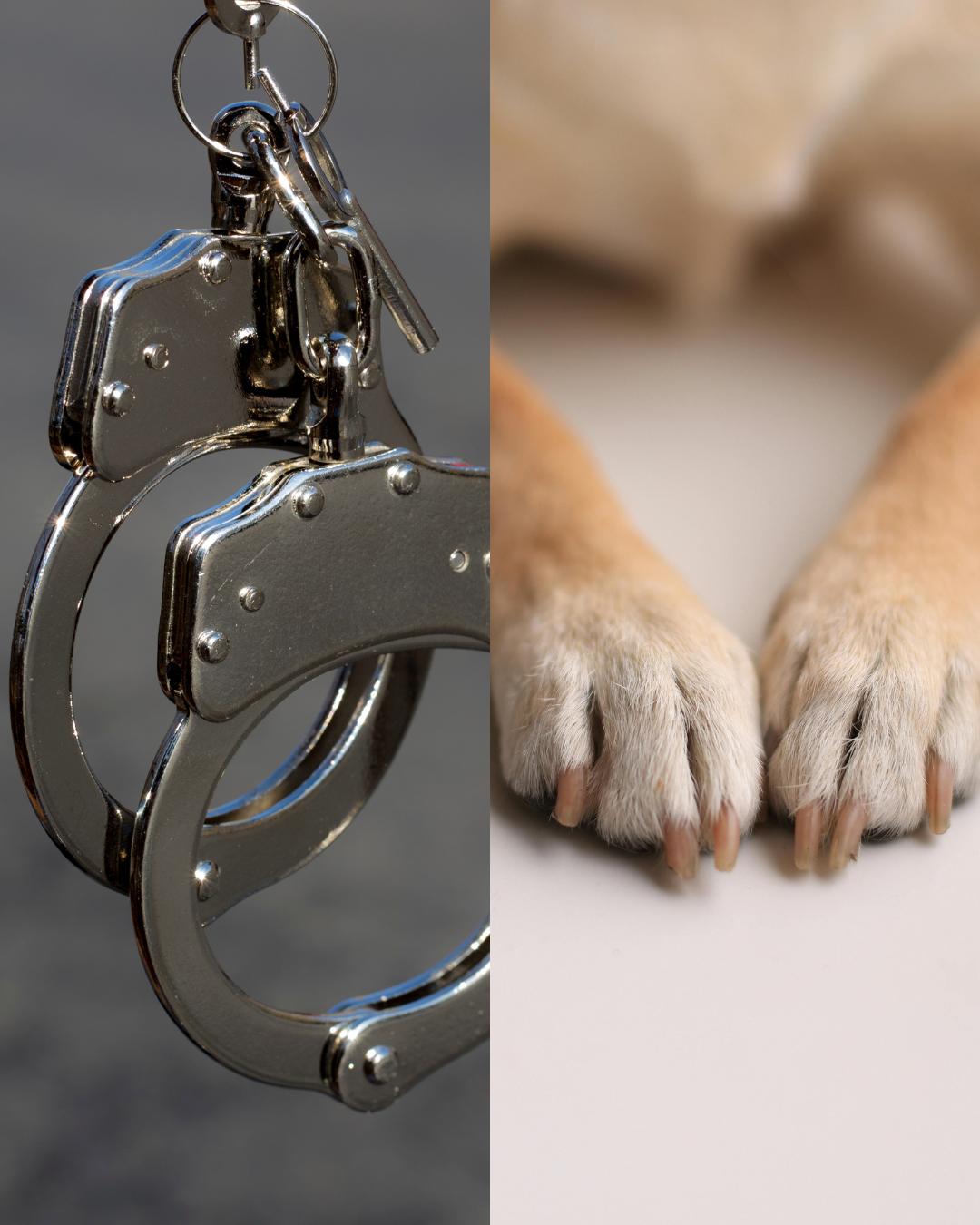 Veterinária é indiciada por agressões a animais em pet shop de Campina Grande do Sul