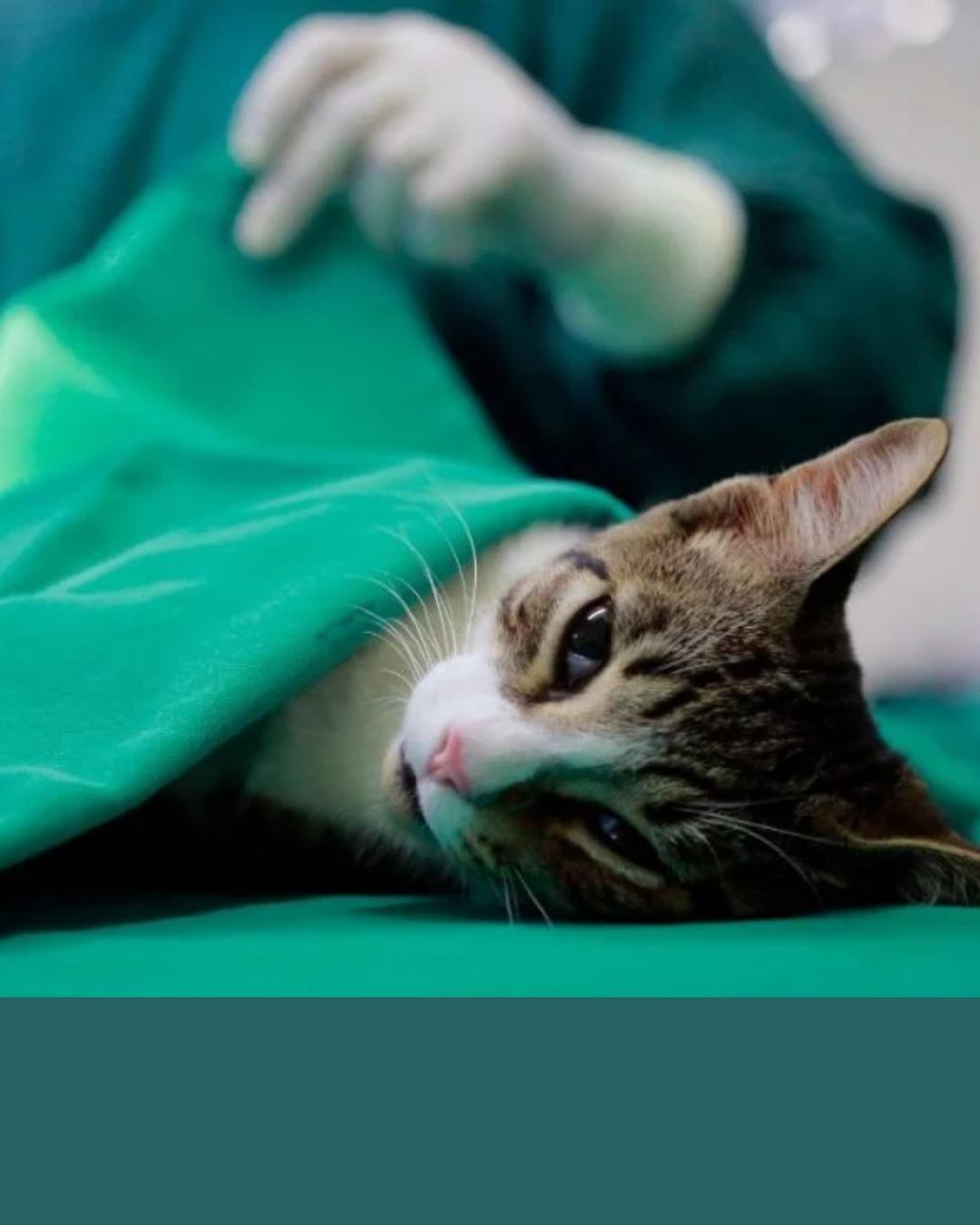 Colombo realiza mutirão com mil castrações gratuitas para cães e gatos; veja como participar