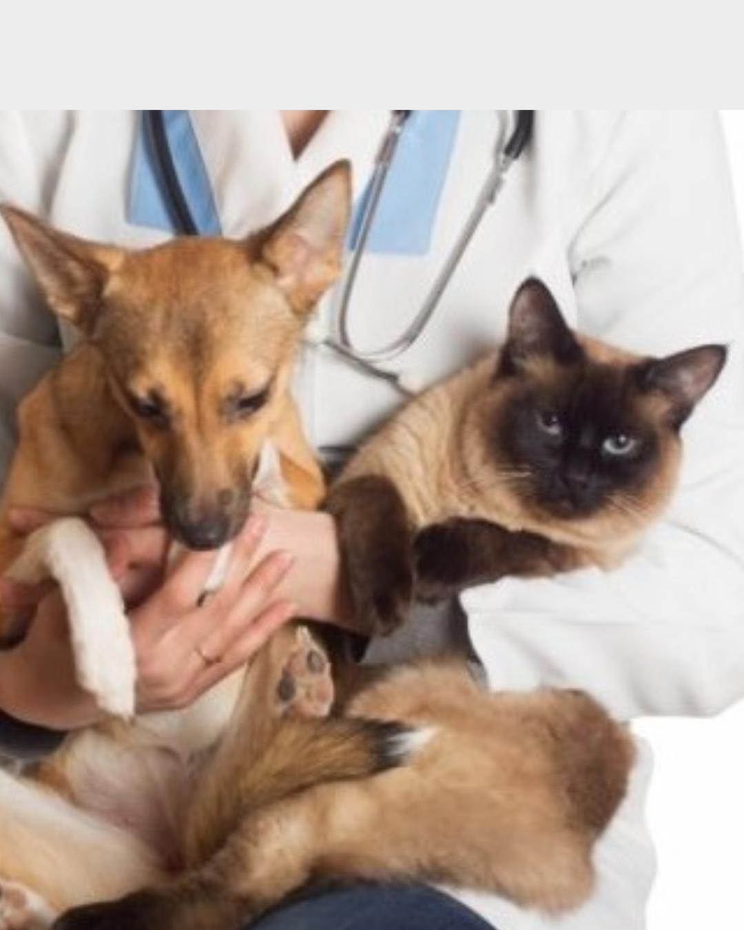 Colombo realiza mutirão de castração gratuita no bairro Mauá entre 17 e 21 de março