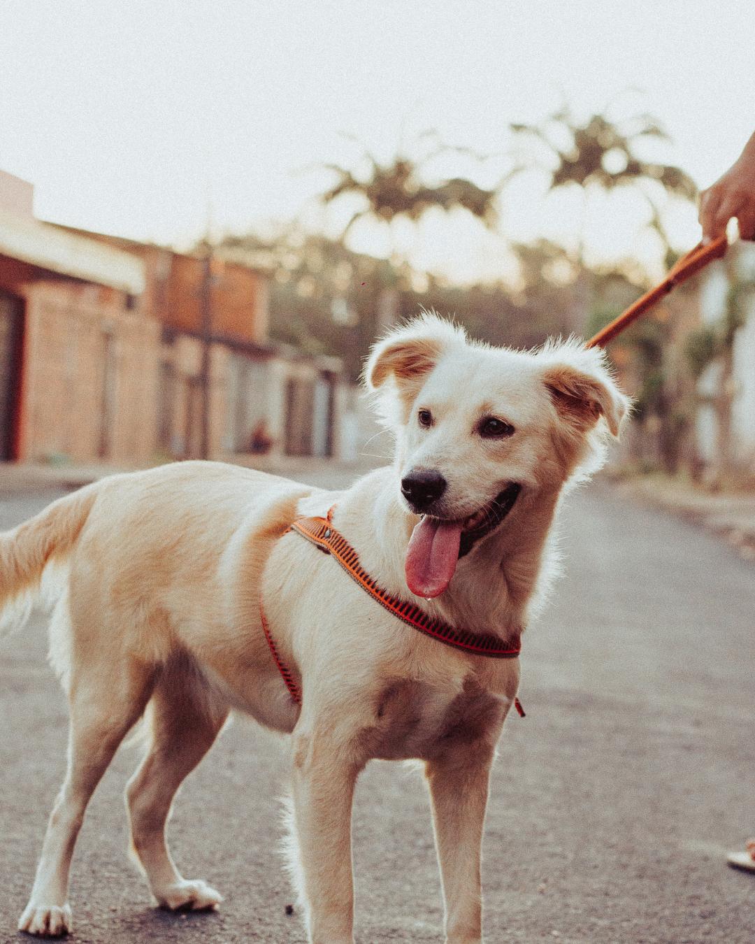 Curitiba aprova novas regras para condução de cães com foco em segurança e bem-estar