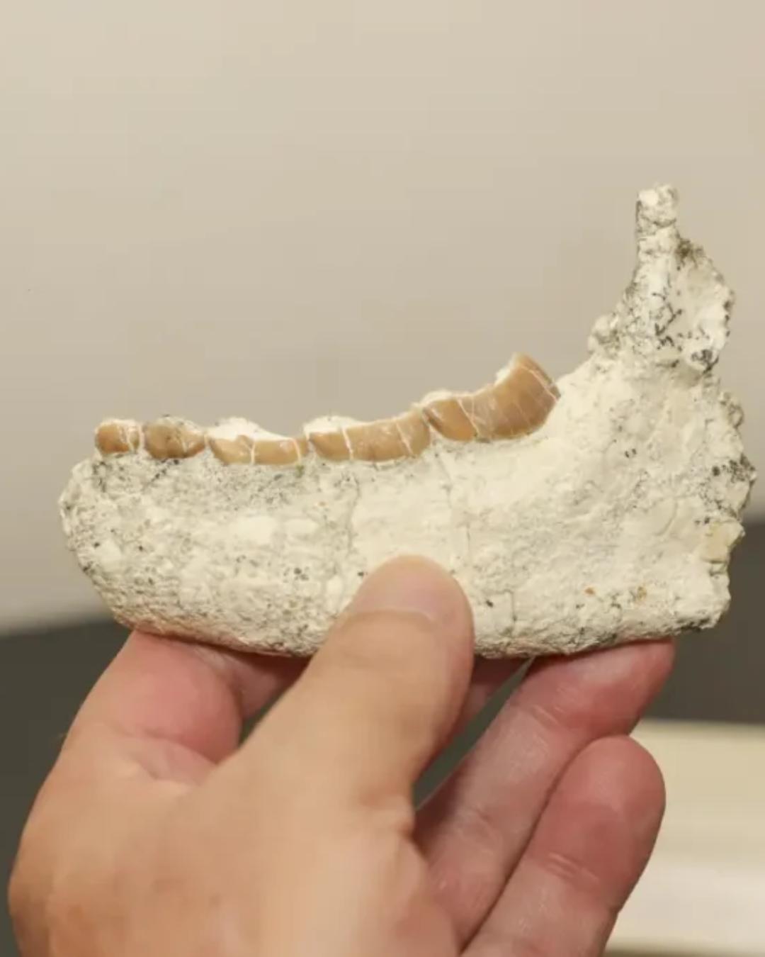 Fósseis na Formação Guabirotuba revelam fauna pré-histórica em Curitiba há 40 milhões de anos