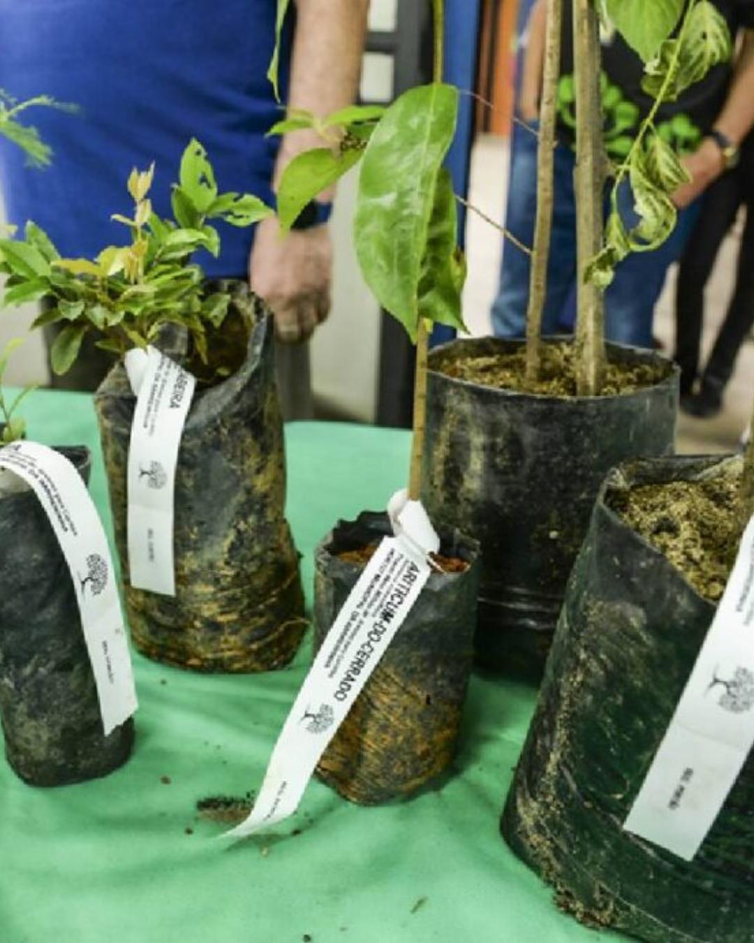 Prefeitura de Curitiba distribuirá 10 mil mudas de árvores em comemoração aos 333 anos da cidade