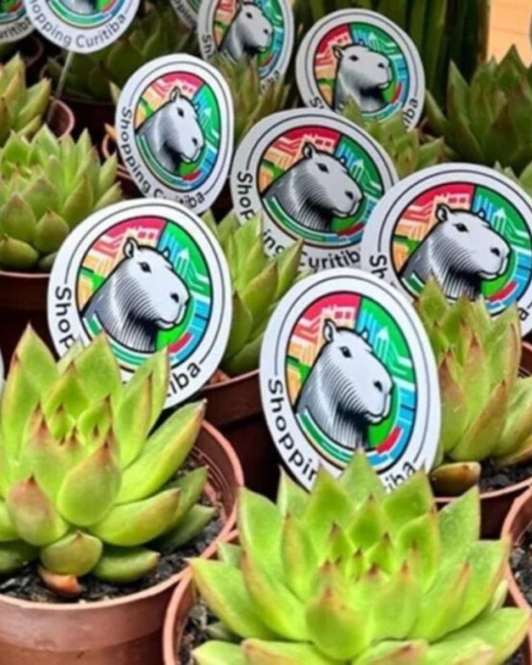 Shopping de Curitiba distribuirá suculentas gratuitas no aniversário de 333 anos da cidade