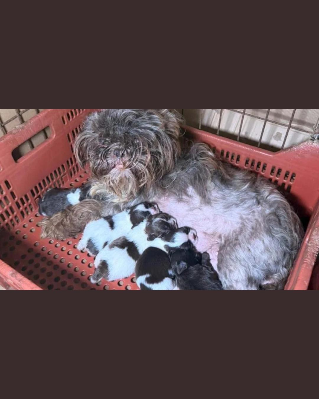 Veterinária é presa em flagrante por maus-tratos a dezenas de cães em Curitiba