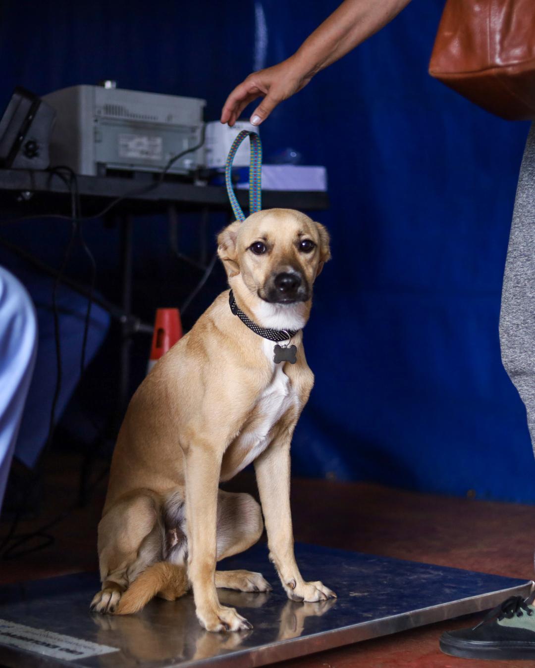 CastraPet Paraná realizará 5,4 mil castrações de cães e gatos em 35 cidades em maio