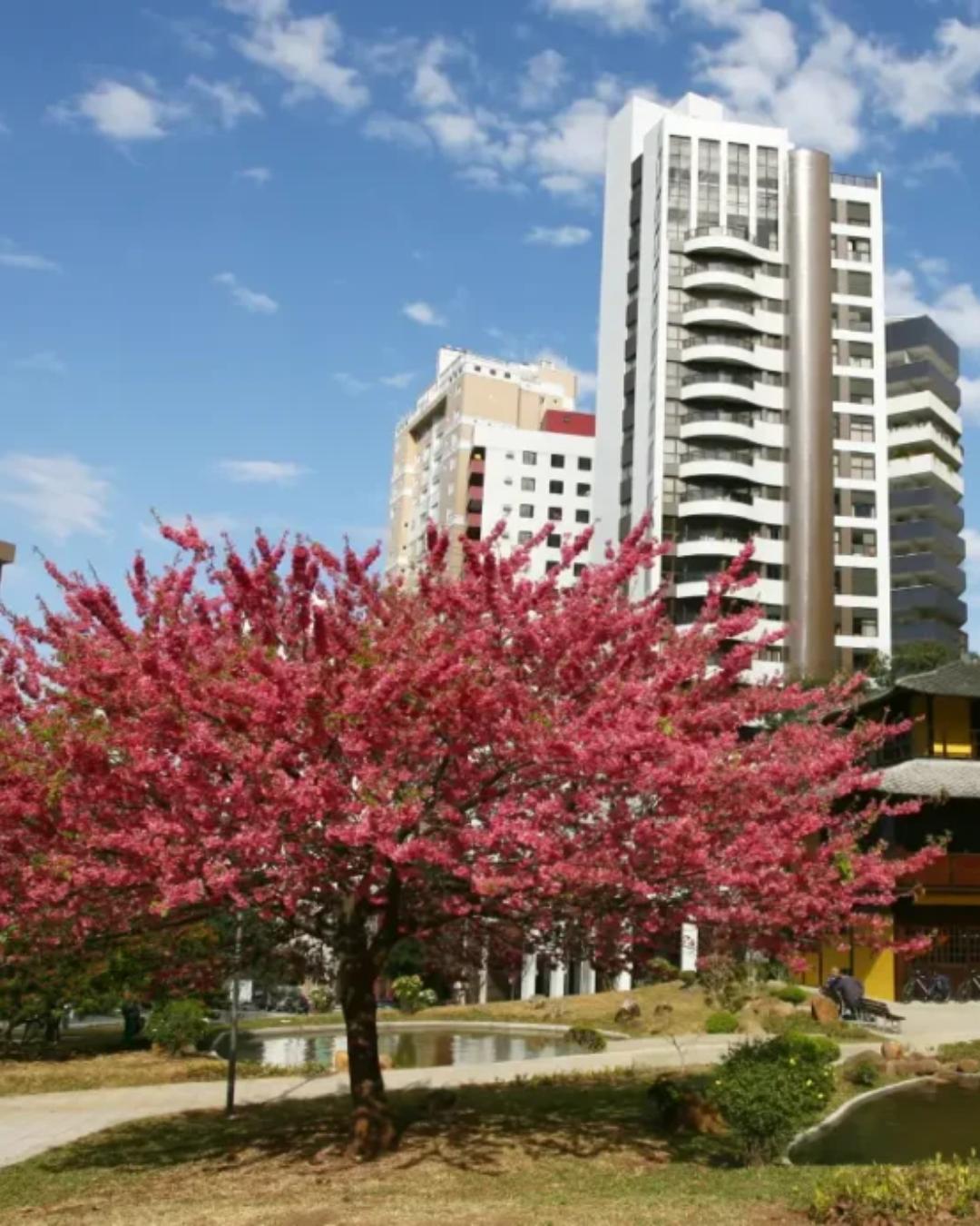 Curitiba pode ganhar roteiro turístico inspirado na imigração japonesa; confira os detalhes