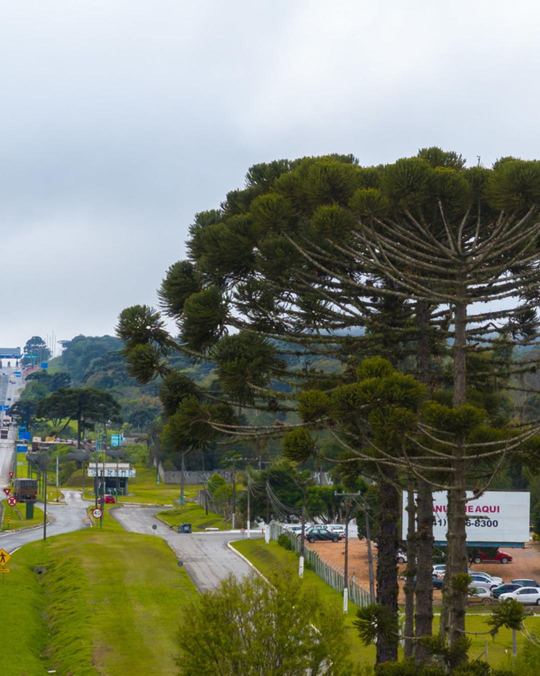 EPR Litoral Pioneiro reforça alerta para segurança na venda de pinhão em rodovias do Paraná