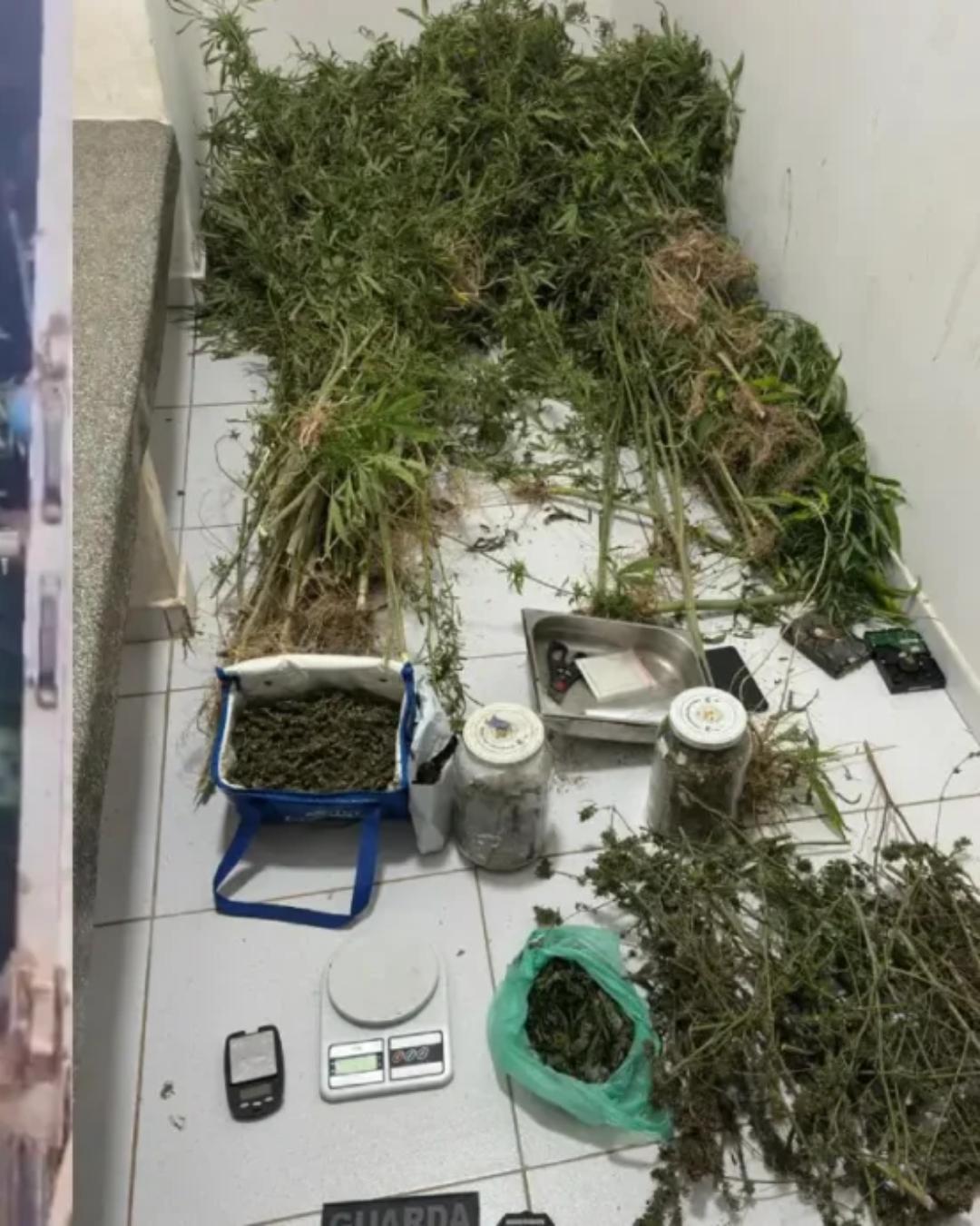 Guarda Municipal encontra 170 pés de maconha em plantação próxima a escola em Almirante Tamandaré