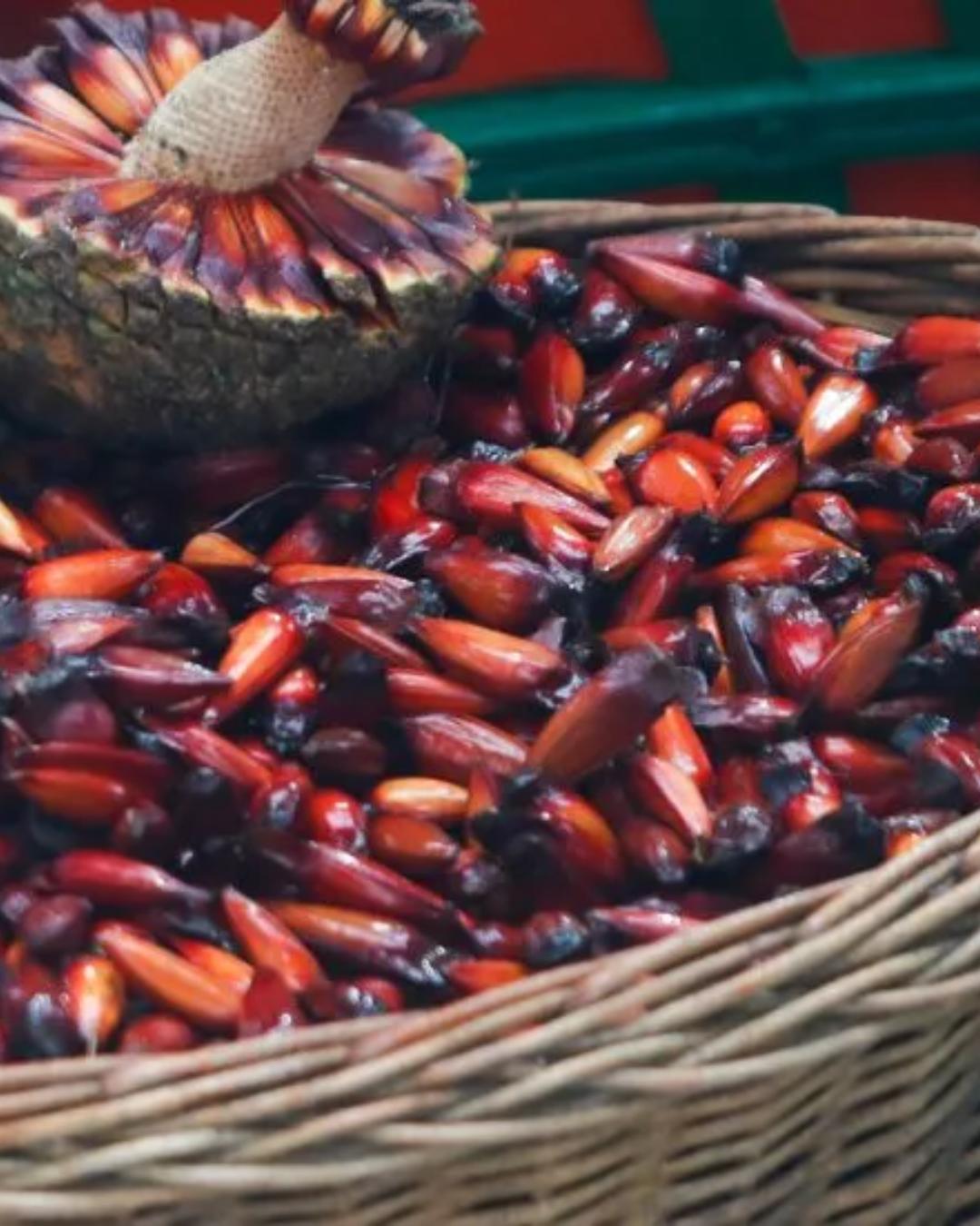 Paraná libera colheita e comercialização de pinhão com foco na preservação ambiental e economia local