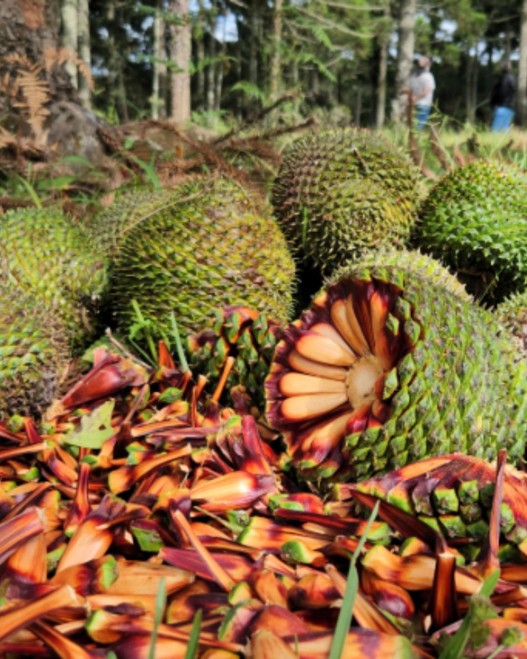 Temporada do pinhão começa no Paraná com mudanças para garantir consumo seguro e sustentabilidade