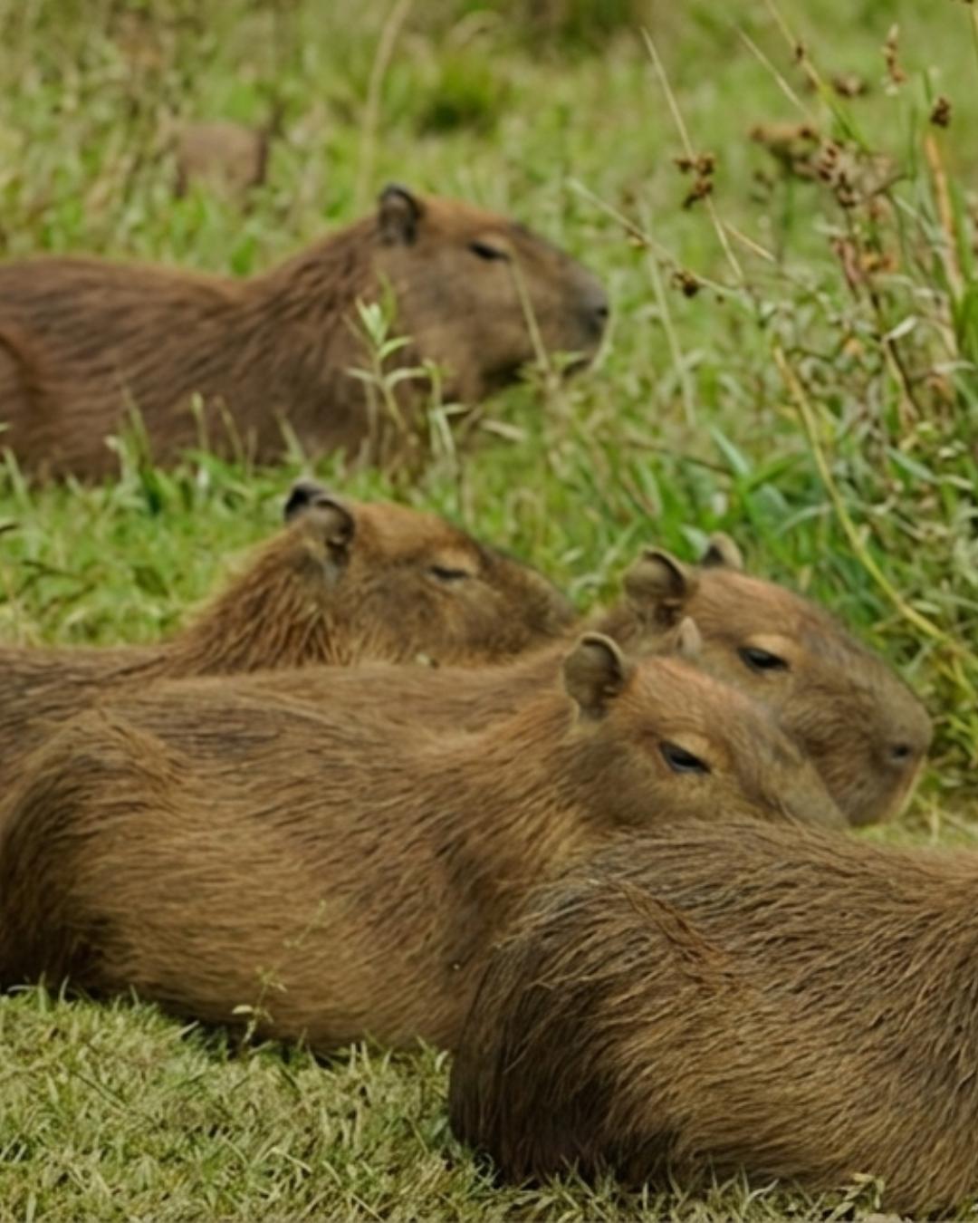 Festival da Capivara leva atrações culturais e musicais ao Parque da Uva