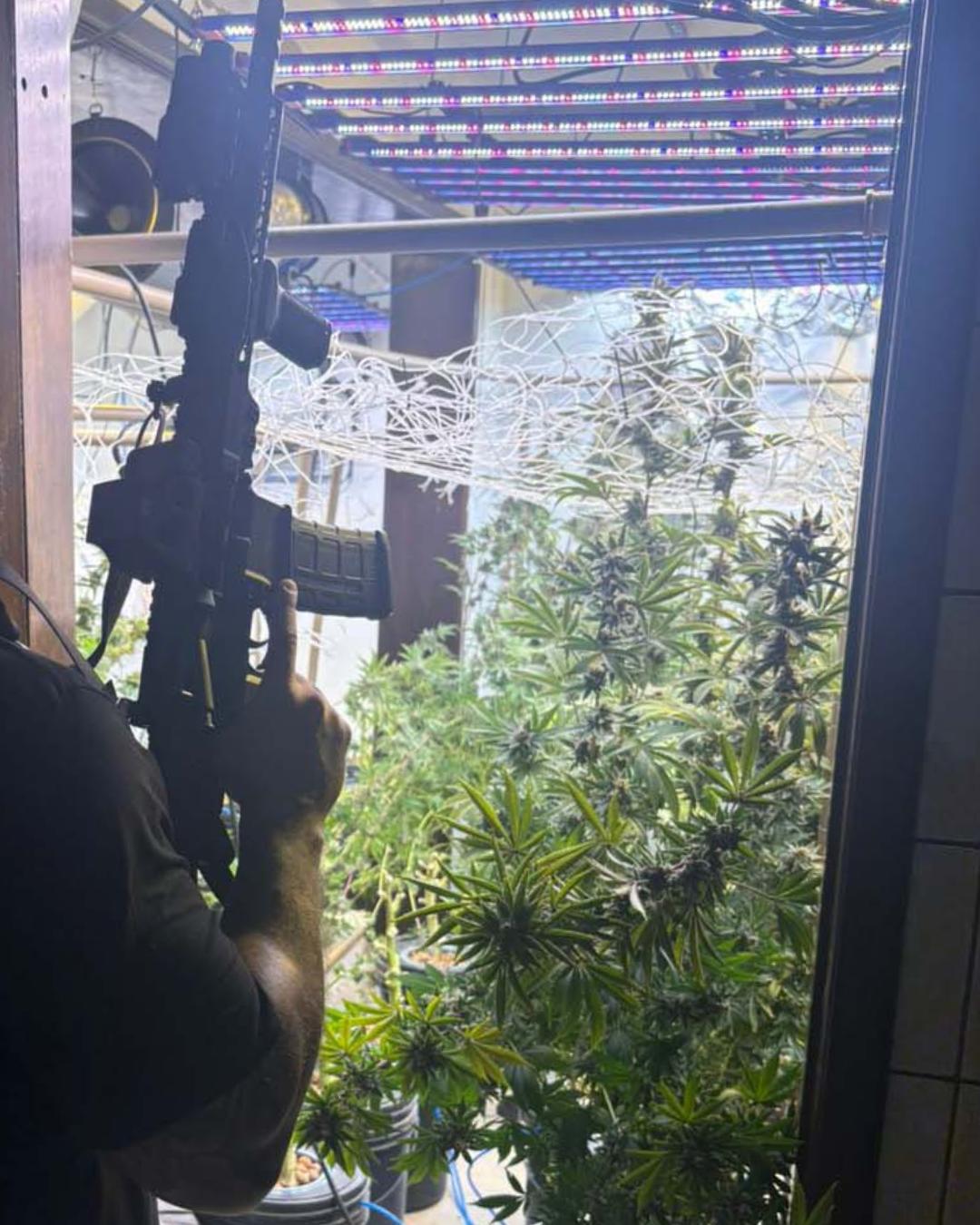 Polícia Civil descobre laboratório de cultivo de maconha em Curitiba e prende três homens