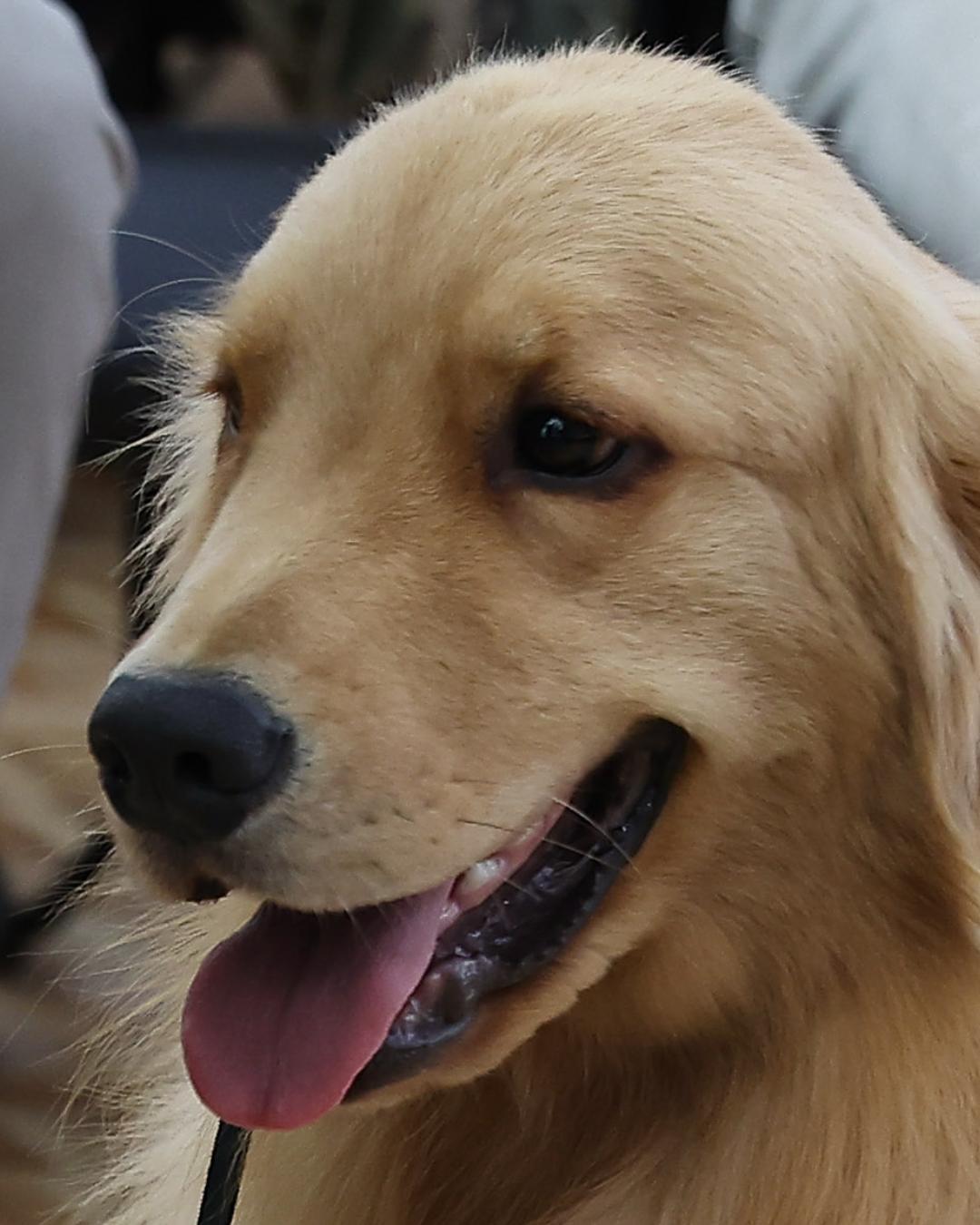 Vet-Móvel inicia atendimentos gratuitos a animais na Região Metropolitana de Curitiba em junho