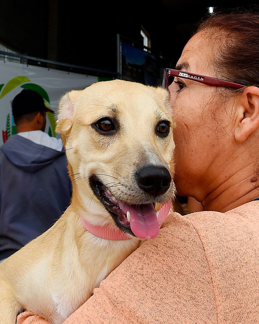 Vet-Móvel Paraná inicia atendimentos veterinários gratuitos; veja detalhes e como participar