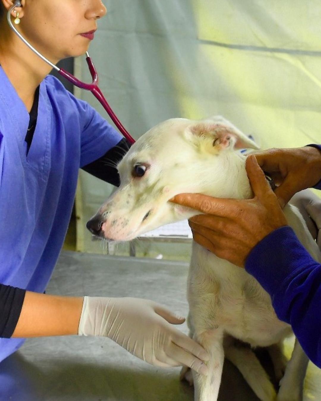 VetMóvel oferece vacinação e atendimento gratuito para pets em Quatro Barras até sábado (20)