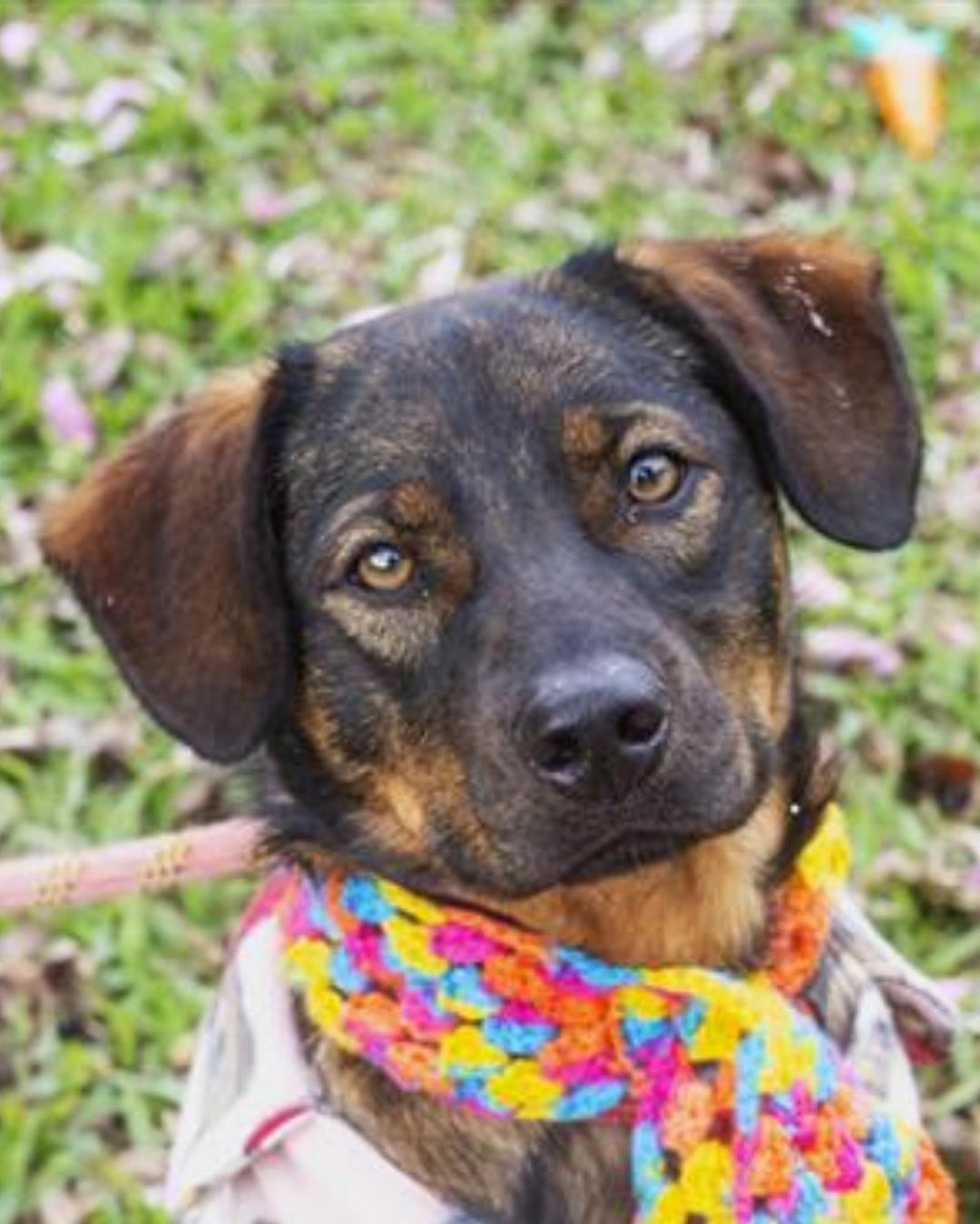 Curitiba recebe encontro voltado à proteção animal com palestras e doação de ração neste sábado (11)