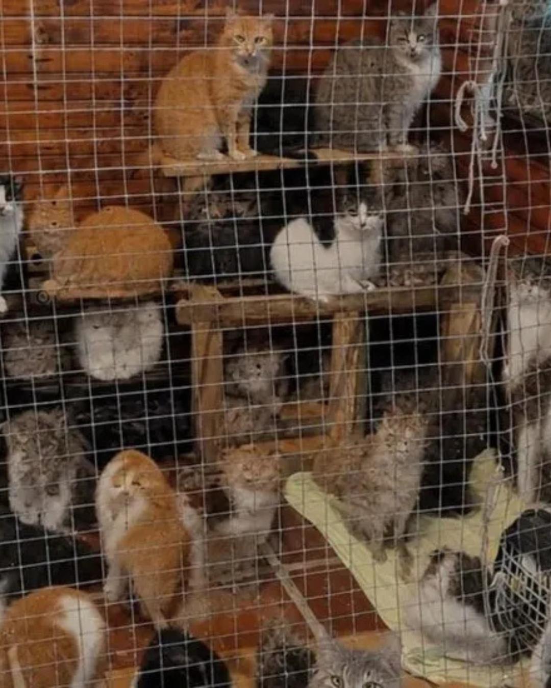 Mutirão da UFPR resgata 25 gatos abandonados e busca lares no Litoral do Paraná